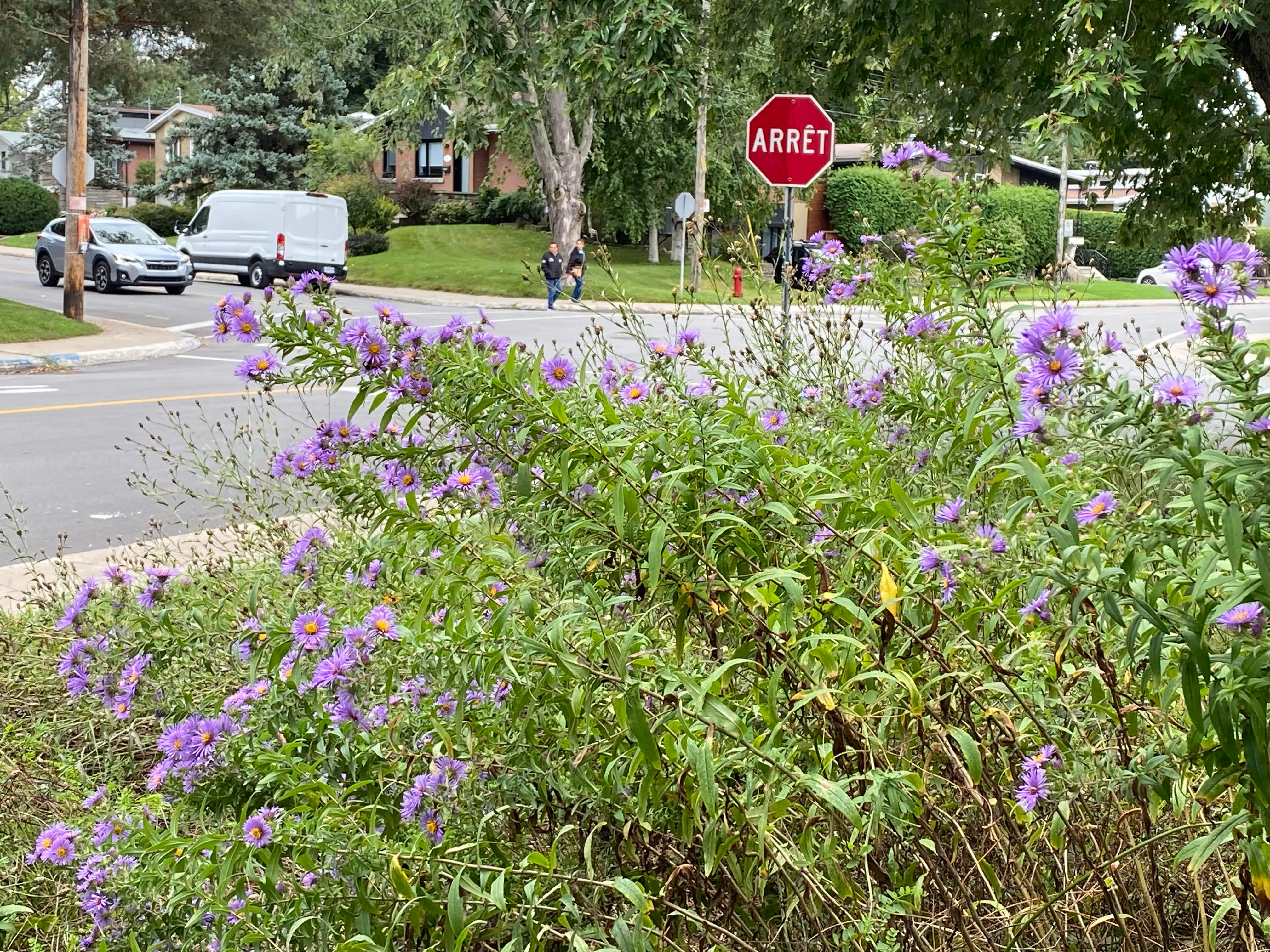 Plantes des bords de routes
